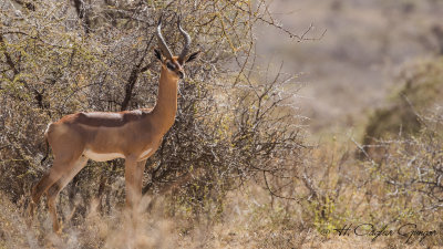 Gerenuk - Litocranius walleri