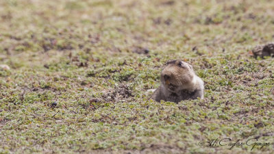 Giant mole-rat - Big-headed African mole-rat - Tachyoryctes macrocephalus