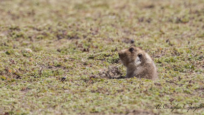 Giant mole-rat - Big-headed African mole-rat - Tachyoryctes macrocephalus