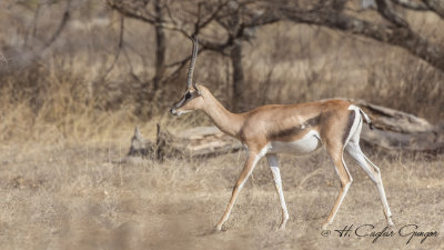 Grant's Gazelle - Gazella granti 