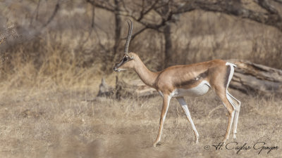 Grant's Gazelle - Gazella granti 