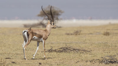 Grant's Gazelle - Gazella granti 