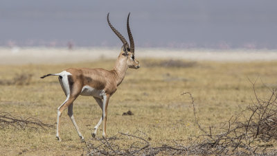 Grant's Gazelle - Gazella granti 