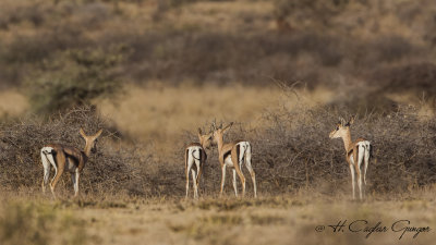 Grant's Gazelle - Gazella granti 