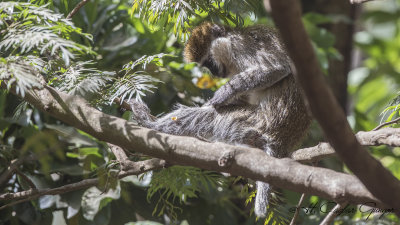 Grivet Monkey - Chlorocebus aethiops