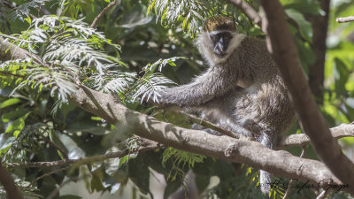 Grivet Monkey - Chlorocebus aethiops