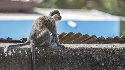 Grivet Monkey - Chlorocebus aethiops
