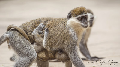 Grivet Monkey - Chlorocebus aethiops