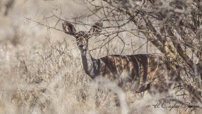 Lesser Kudu - Tragelaphus imberbis