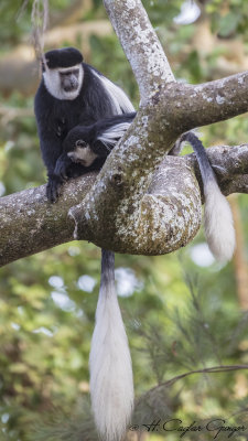 Mantled Guereza - Colobus guereza