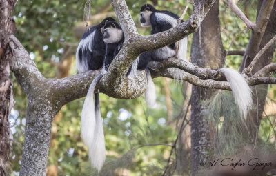 Mantled Guereza - Colobus guereza