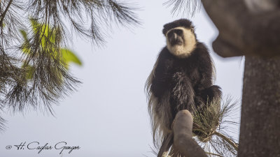 Mantled Guereza - Colobus guereza