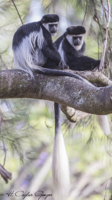 Mantled Guereza - Colobus guereza