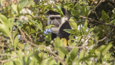 Mantled Guereza - Colobus guereza