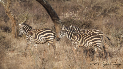 Plains Zebra - Equus quagga