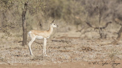 Soemmerring's Gazelle - Gazella soemmerringii