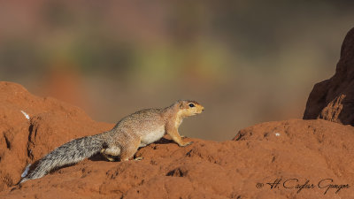 Unstriped Ground Squirrel - Xerus rutilus