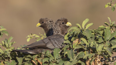 Eastern Plantain-eater - Crinifer zonurus