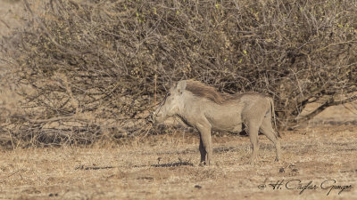 Common Warthog - Phacochoerus africanus