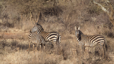 Plains Zebra - Equus quagga