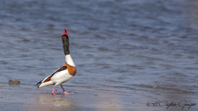 Common Shelduck - Tadorna tadorna - Suna