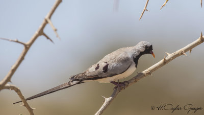 Namaqua Dove - Oena capensis - Kap kumrusu