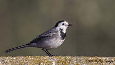 Pied Wagtail - Motacilla alba - Akkuyruksallayan