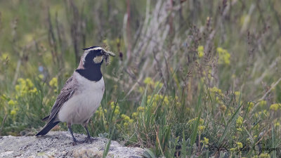 Horned Lark - Eremophila alpestris - Kulaklı toygar