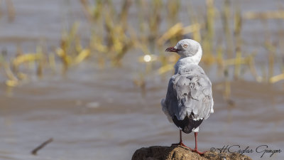 Grey-headed Gull - Chroicocephalus cirrocephalus - Gri başlı martı