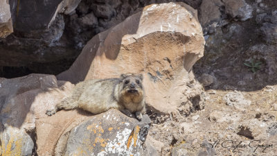Cape Hyrax - Procavia capensis