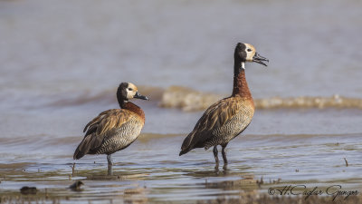White-faced Whistling Duck - Dendrocygna viduata - Ak yüzlü ıslıkçı ördek