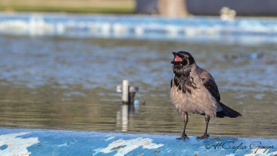 Hooded Crow - Corvus cornix - Leş kargası