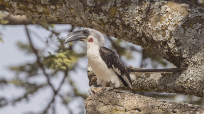 Von der Decken's Hornbill - Tockus deckeni - Kara gözlü boynuzgaga