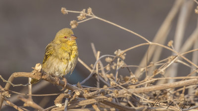 Village Weaver - Ploceus cucullatus - Köy dokumacısı