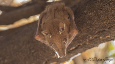 East African Epauletted Fruit Bat - Epomophorus minimus - Doğu Afrika Apoletli Meyve Yarasası