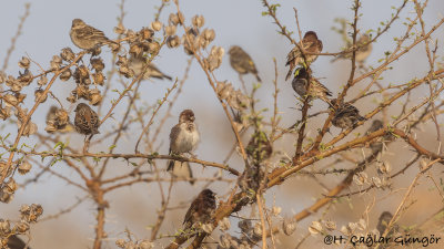 Chestnut Sparrow - Passer eminibey