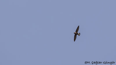 Brown-backed Needletail - Hirundapus giganteus