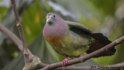 Pink-necked Green Pigeon - Treron vernans