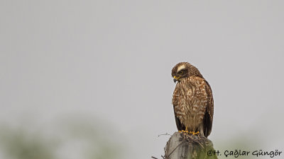 Grey-faced Buzzard - Butastur indicus - Gri yüzlü şahin