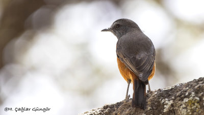 Little Rock Thrush - Monticola rufocinereus - Küçük taşkızılı