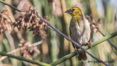 Village Weaver - Ploceus cucullatus - Köy dokumacısı