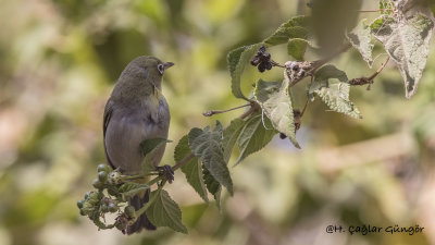 Abyssinian White-eye - Zosterops abyssinicus - Habeş gözlükçüsü