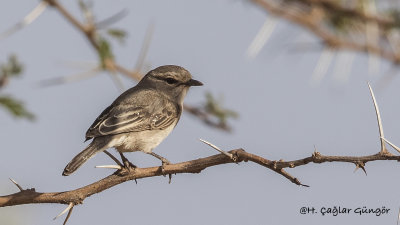 African Grey Flycatcher - Melaenornis microrhynchus - Afrika Gri Sinekkapanı