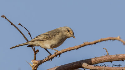 African Grey Flycatcher - Melaenornis microrhynchus - Afrika Gri Sinekkapanı