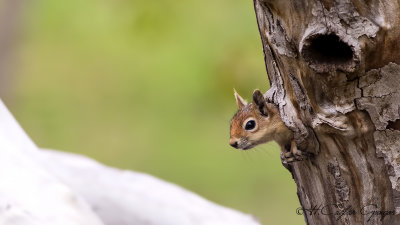 Caucasian Squirrel - Sciurus anomalus - Sincap