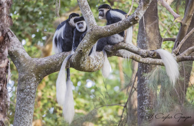 Mantled Guereza - Colobus guereza