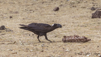 Thick-billed Raven - Corvus crassirostris