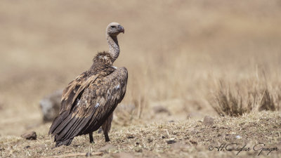 White-backed Vulture - Gyps africanus - Ak sırtlı akbaba