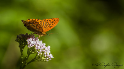 Silver-washed Fritillary - Argynnis paphia - Cengaver
