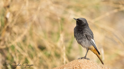 Black Redstart - Phoenicurus ochruros - Kara kızılkuyruk